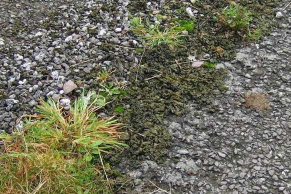 地皮菜：春雨后就长出来，有人嫌它脏，城里却是稀罕货1斤120元