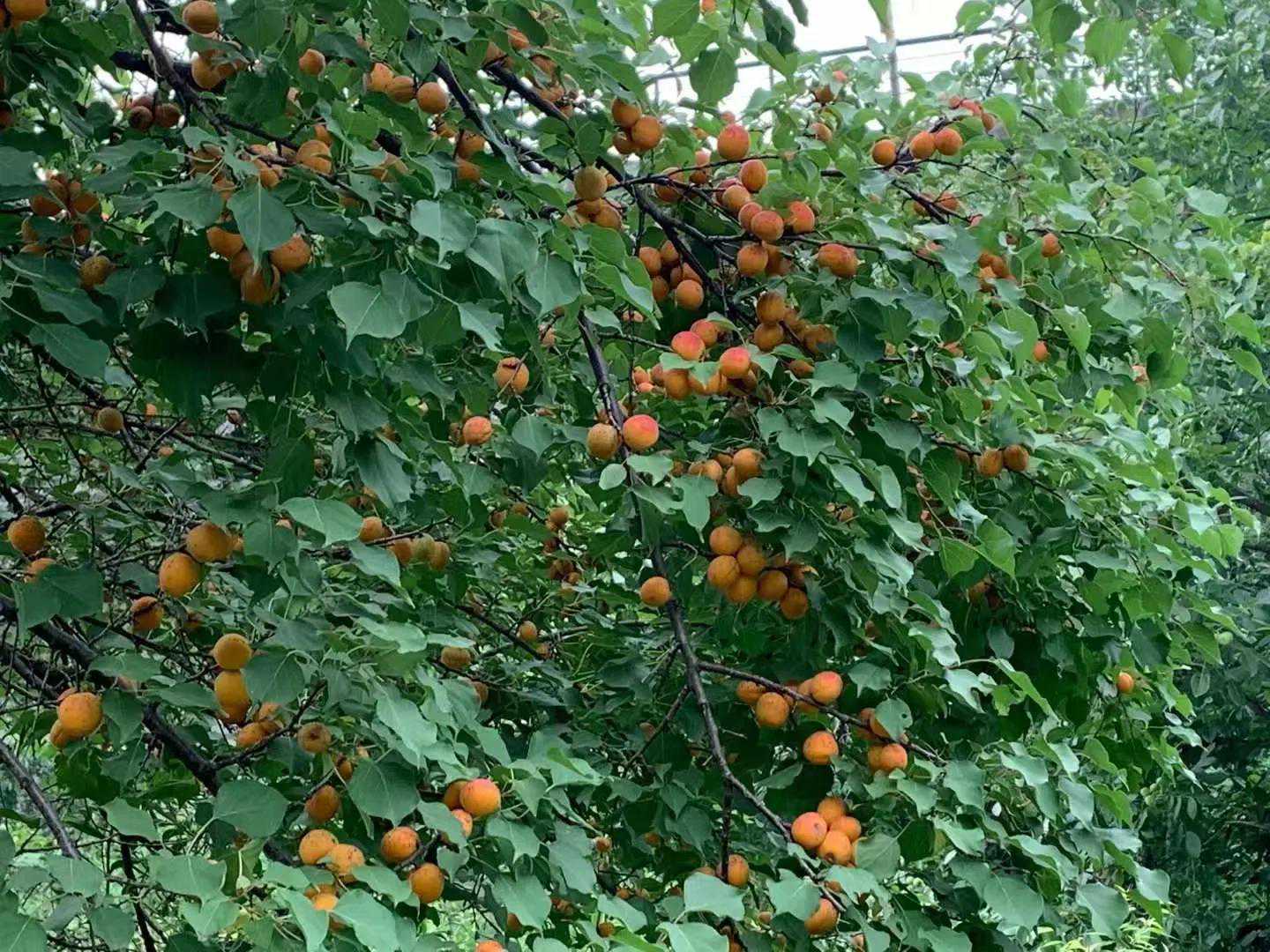 甜杏核与苦杏核