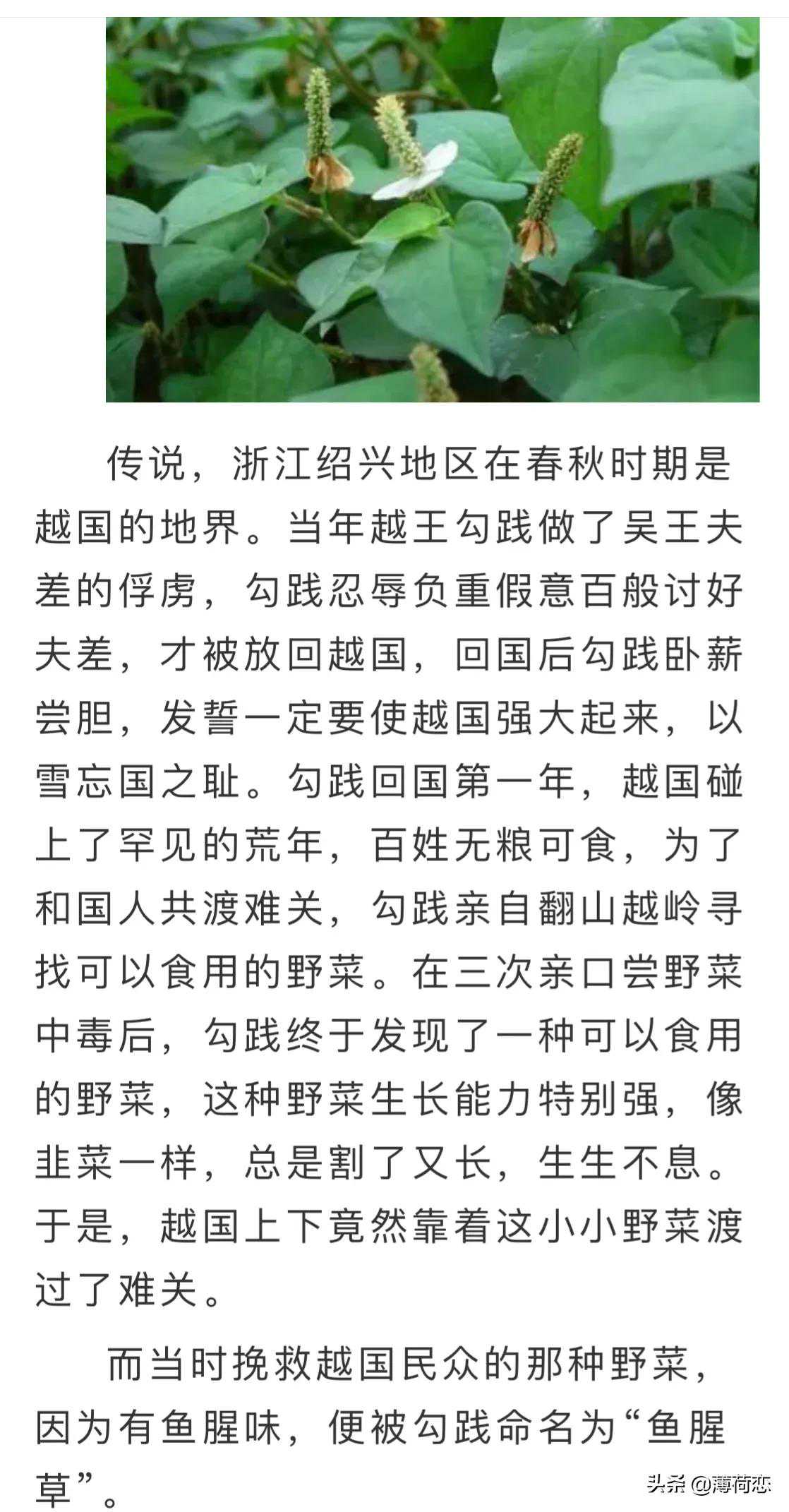 凉拌鱼腥草，有人喜爱有人嫌，文章最后有关于它的传说……