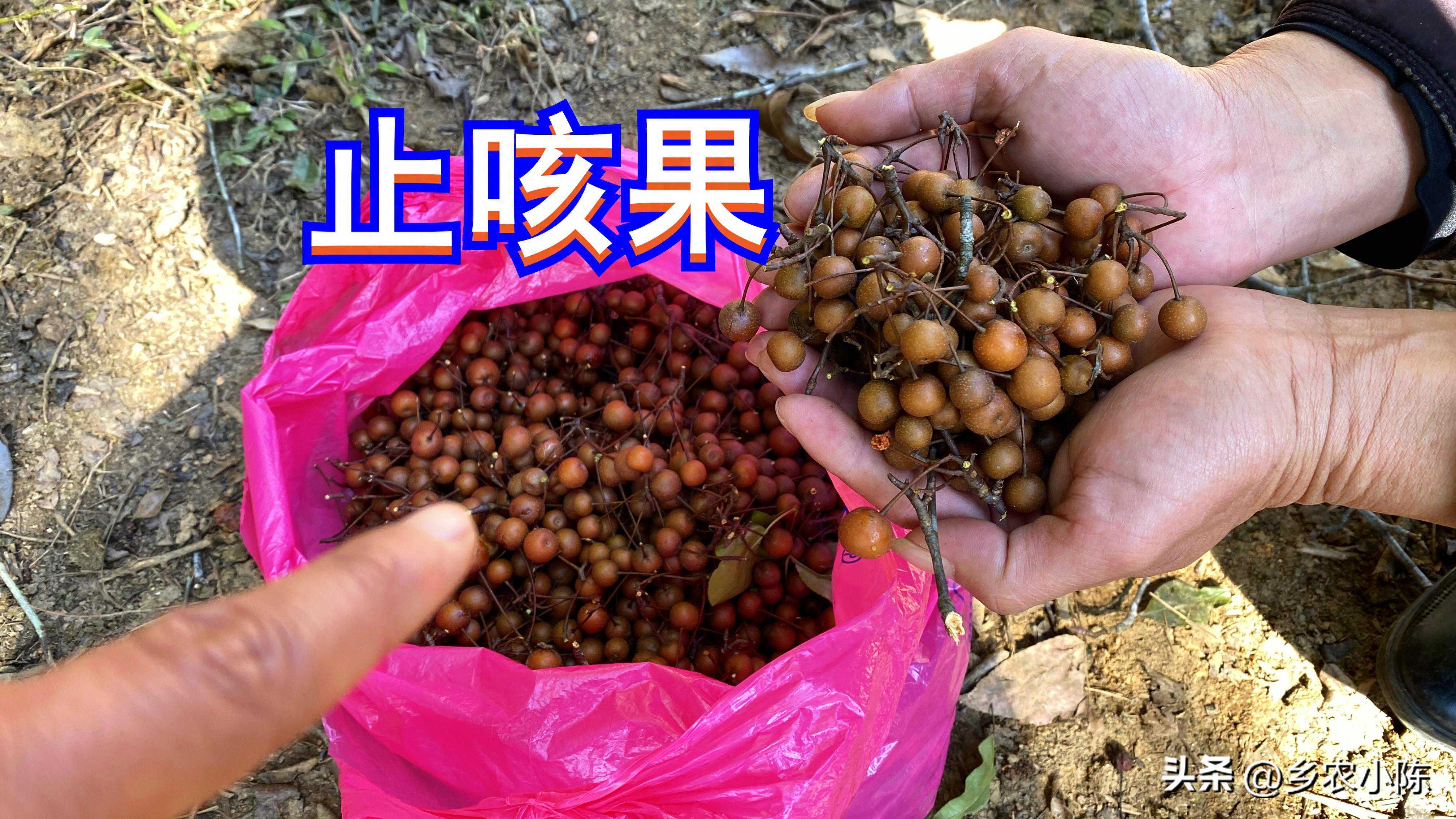 大山深处稀少的“止咳果”，煮水效果帮助大，很多人还不知道