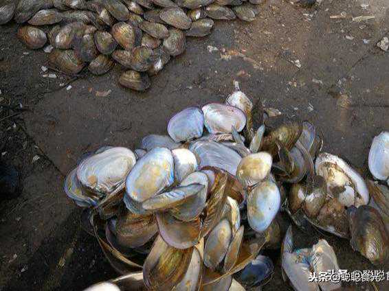 秋天河蚌最肥美，制作时只要掌握这种方法，不硬不老，味道鲜美