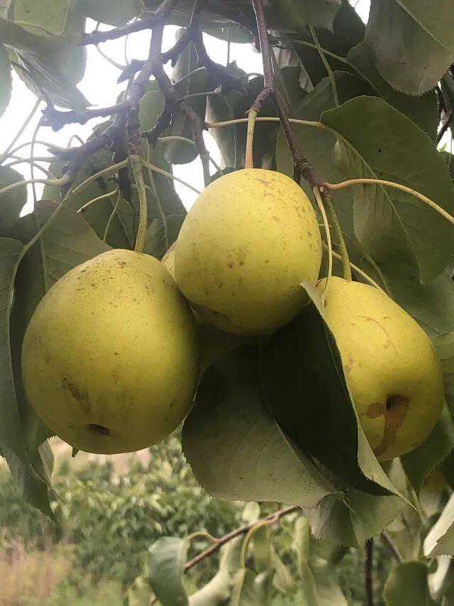 冬天要吃的一种水果    久负盛名的兰州冬果
