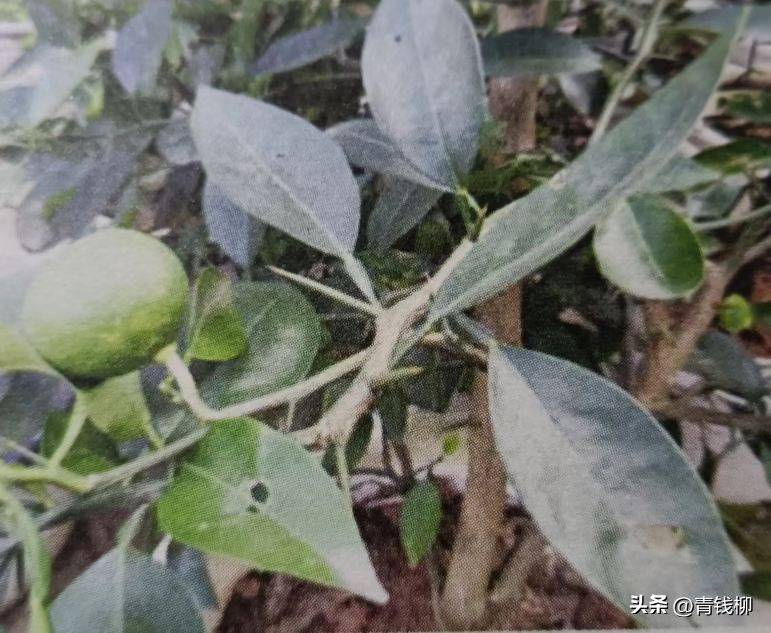 柑橘砧木枸头橙、酸柚和粗柠檬介绍