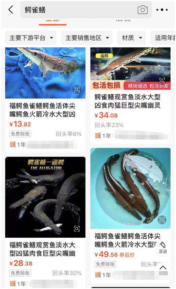 近期多地发现“怪鱼”鳄雀鳝！它究竟什么来头？