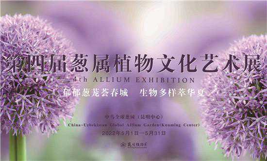 葱花大赏来袭！快去昆明植物园看紫色花海