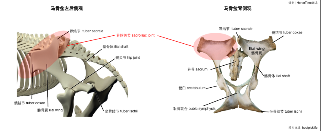 四肢骨——后肢