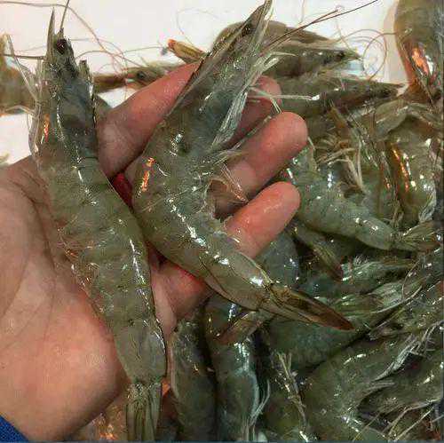 这3种虾千万别买！教你几招，一挑一个准