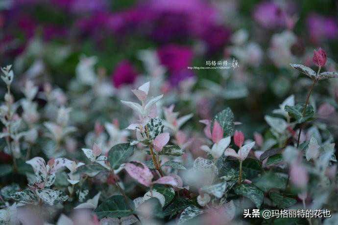 深呼吸，来个草坪的花式围边  | 园丁