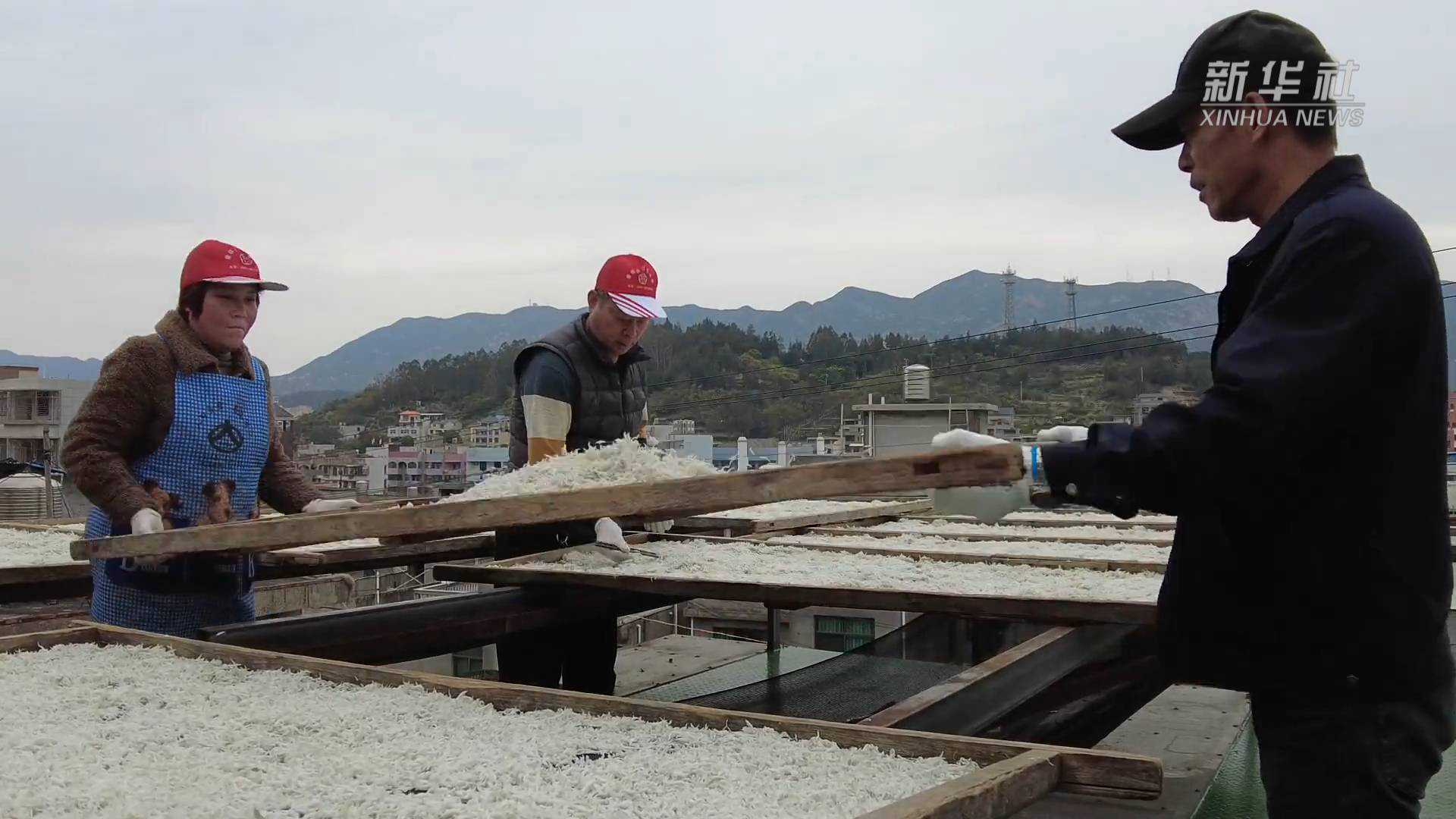 福建连江：小小丁香鱼“闯”出大市场